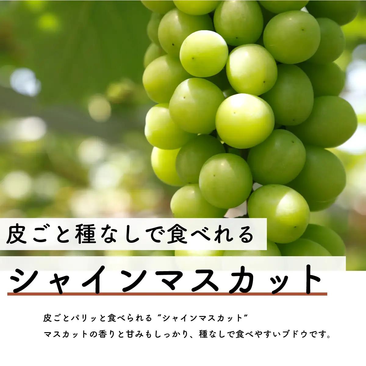 【先行予約・2026年9月】シャインマスカット＆ヌーベルローズ 食べ比べセット 約1.5kg｜数量限定・農家直送・種なしぶどう
