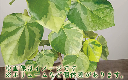 2025年5月中旬～発送【観葉植物】ラブリィハート100cm～120cm【農林水産省 品種登録】(T&P/077-1497) 観葉 植物 インテリア 鉢植え 鉢植 グリーン 自然 ナチュラル 美しい 