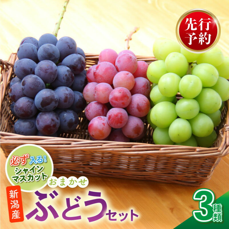 【ふるさと納税】 2026年先行予約 ぶどう セット 3種 ぶどう 詰め合わせ セット シャインマスカット ピオーネ クインニーナ 果物 くだもの フルーツ 葡萄 ブドウ ぶどう マスカット シャイン マスカット 高橋農園 新潟県 新発田市 C12_01