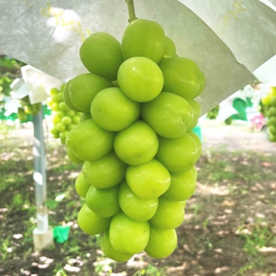 厳選農家のシャインマスカット 700g以上 1房　化粧箱入り【配送不可地域：離島】