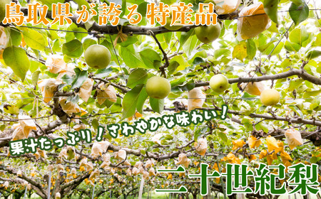 Y014 二十世紀梨(赤秀) 2.4kg