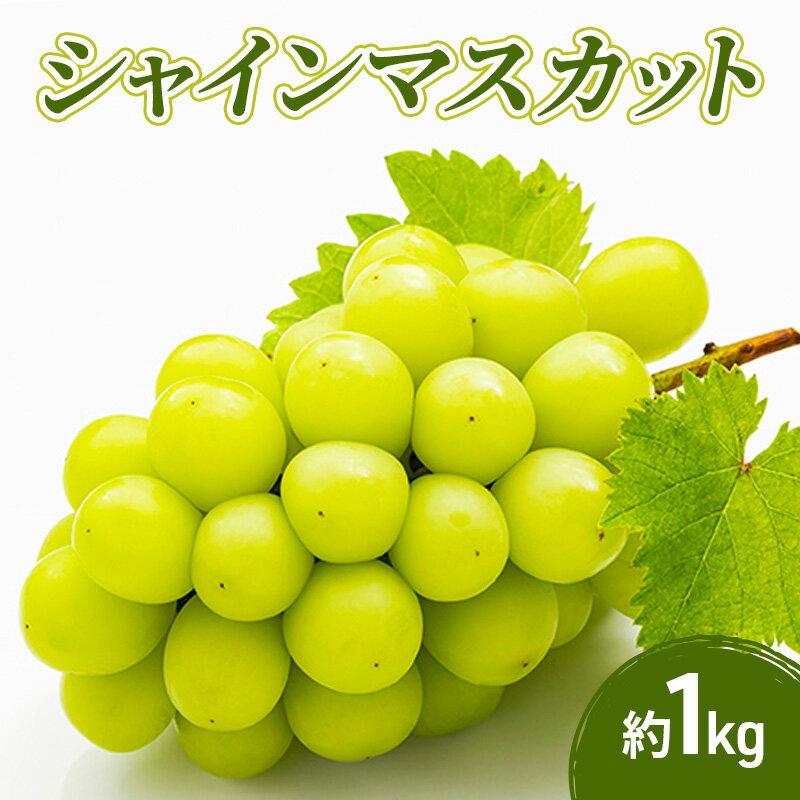 【ふるさと納税】シャインマスカット 1kg 果物 フルーツ マスカット 長野県　お届け：2026年9月下旬～10月下旬