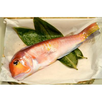 ふるさと納税 小浜市 汐で締めて旨味が凝縮した時に瞬間凍結・これぞ若狭物の代名詞・大型若狭グジの一塩一尾姿のまま |  | 02
