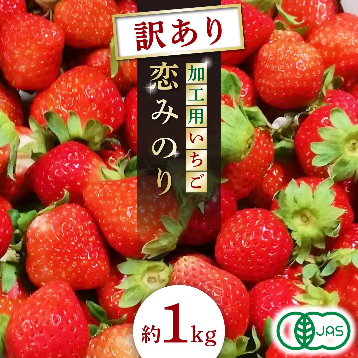 訳あり加工用いちご先行予約 恋みのり約1㎏苺いちごストロベリーイチゴZBB011