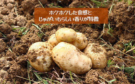 じゃがいも10kg（デジマ）