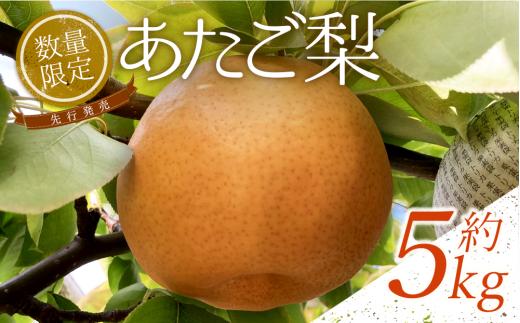 【先行予約】中野農園 梨 ”あたご梨” 5kg箱｜鳥取 岩美 梨 なし ナシ 赤梨 果物 フルーツ【41014】