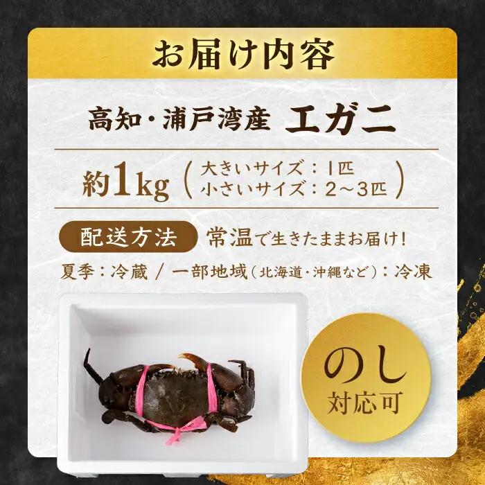 浦戸湾産 エガ二 1キロ前後 / カニ エガニ ワタリガニ カニ エガニ ワタリガニ かに えがに わたりがに 蟹  [ATAL001]