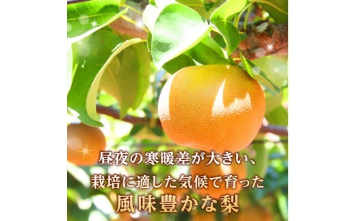 《先行受付》★山形産和梨（品種お任せ）★約3kg(6～12玉程度)秀品【2026年9月頃～順次発送予定】