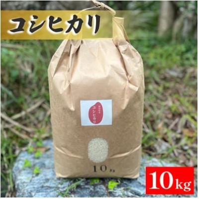 ふるさと納税 五泉市 【令和7年産米】新潟県産コシヒカリ　10kg