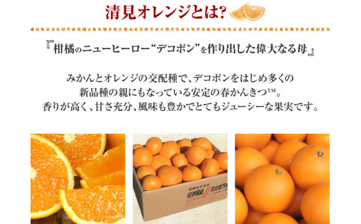 清見オレンジ 約8kg / 果実サイズおまかせ ※2027年2月中旬～2027年4月下旬頃発送予定　紀伊国屋文左衛門本舗【ntb401C】