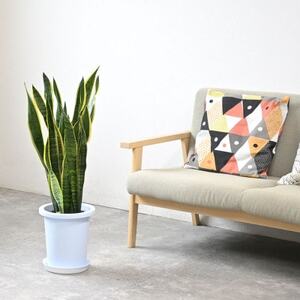 観葉植物 サンスベリア・ローレンティー 8号鉢(鉢カバーなし)【配送不可地域：離島・沖縄県】【1707582】