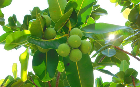 Natural Essence TAMANU 沖縄県産タマヌオイル フローラルグリーンの香り 10ml (約30日分) 美容オイル 美容液 スキンケア 保湿 化粧品 沖縄市 / 株式会社すまエコ[BC