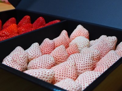 高級紅白いちご直詰め紅白セット　白いちご「Sweet milk berry」630ｇ以上「紅ほっぺ」630ｇ以上