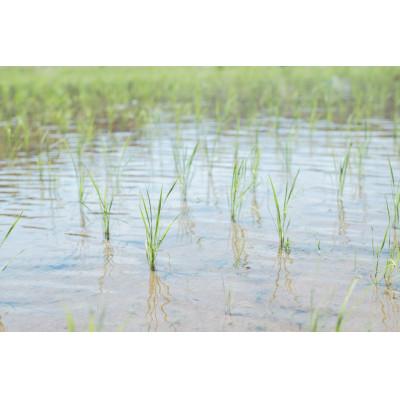 ふるさと納税 魚津市 【新米】環境保全米こしひかり　白米5kg【北アルプス早月川最上流の棚田米】 |  | 02