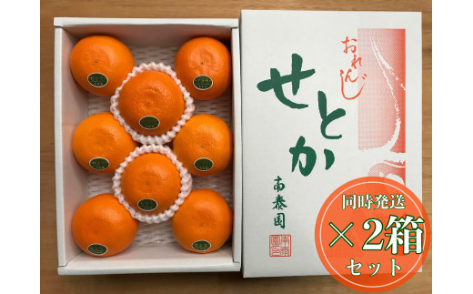 
                  ［2箱セット］ハーフ 化粧箱 柑橘の大トロ ハウス せとか 厳選 8玉入 × 2箱 南泰園
                