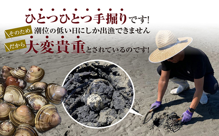 【 奇跡のはまぐり 】小鈴谷産天然はまぐり【 1kg 】 国産 天然 はまぐり 貝 漁協直送 魚貝類 肉厚 日本産 旨味 お祝い お吸い物 大きい 手掘り 潮干狩り 冷蔵便 小鈴谷天然蛤 海の幸 縁起