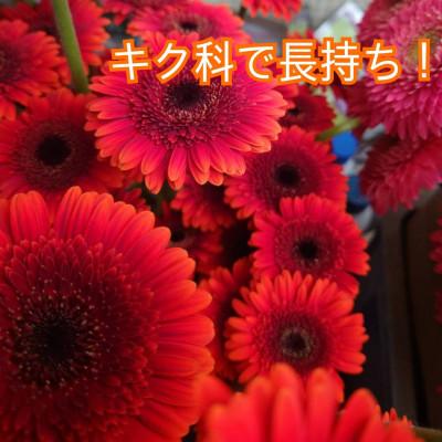 ふるさと納税 水戸市 産地直送カラフルガーベラ20本セット |  | 03