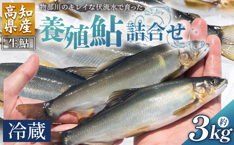 【冷蔵】鮎 3kg 生鮎 先行受付 物部川のキレイな伏流水で育った 養殖鮎 詰合せ カネミツ養鮎 - 国産 アユ あゆ 魚 魚介 海鮮 養殖 川魚 塩焼き 炊き込みご飯 鮎飯 カネミツ養鮎 高知県 香