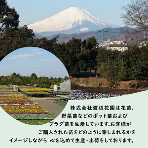 多肉植物 9センチ おまかせ 6個セット 多肉 季節 植物 たにく しょくぶつ ショクブツ タニク 多種類 グリーン インテリア 自然 DIY 乙女心 群月花 月兎耳 アロマティカス ルビーネックレス