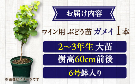 ワイン用 ブドウ苗(ガメイ)6号鉢入り 2~3年生 大苗 樹高60cm前後 ぶどう BHCQ005