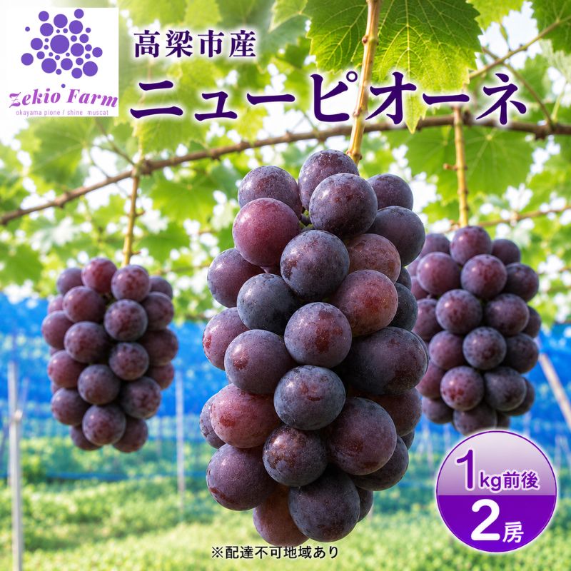 ニュー ピオーネ 1kg前後 2房 葡萄 フルーツ 岡山 高梁市産 ぜきお農園 ぶどうclub 2026年 先行予約 果物 