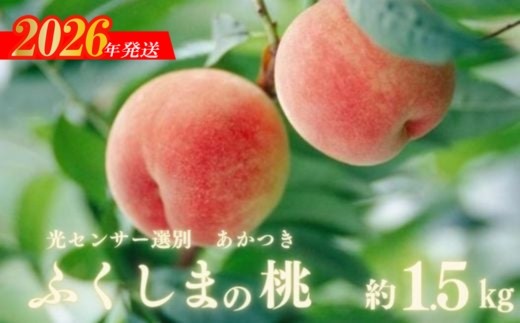 No.2919ふくしまの桃「光センサー選別あかつき」約1.5kg【2026年発送　先行予約】