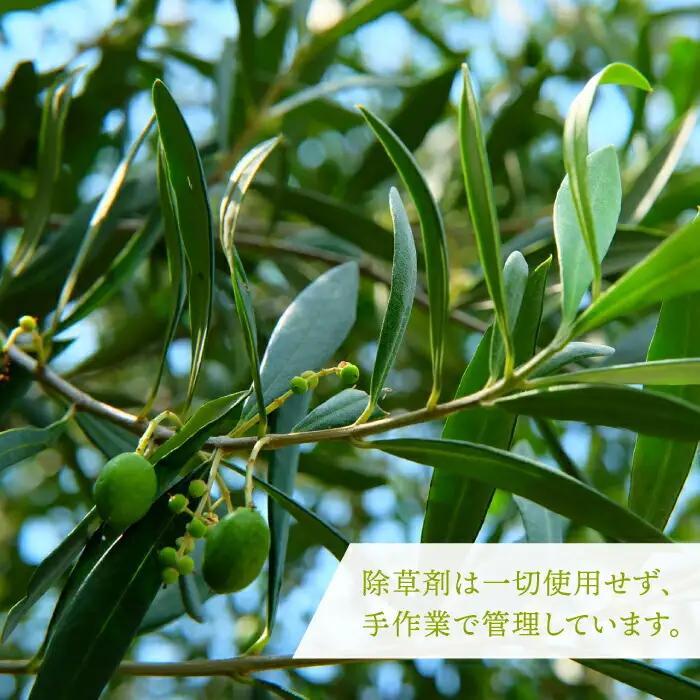 【全12回定期便】オリーブリーフパウダー [JDU011] 定期便 オリーブリーフ オリーブ 健康 ポリフェノール 144000 144000円