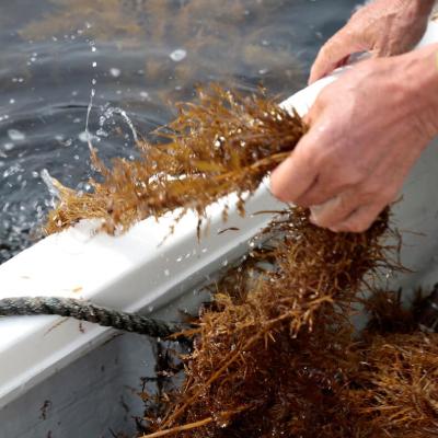 ふるさと納税 由良町 紀州あかもく(由良町産)100g×15パック (2024年産) |  | 03