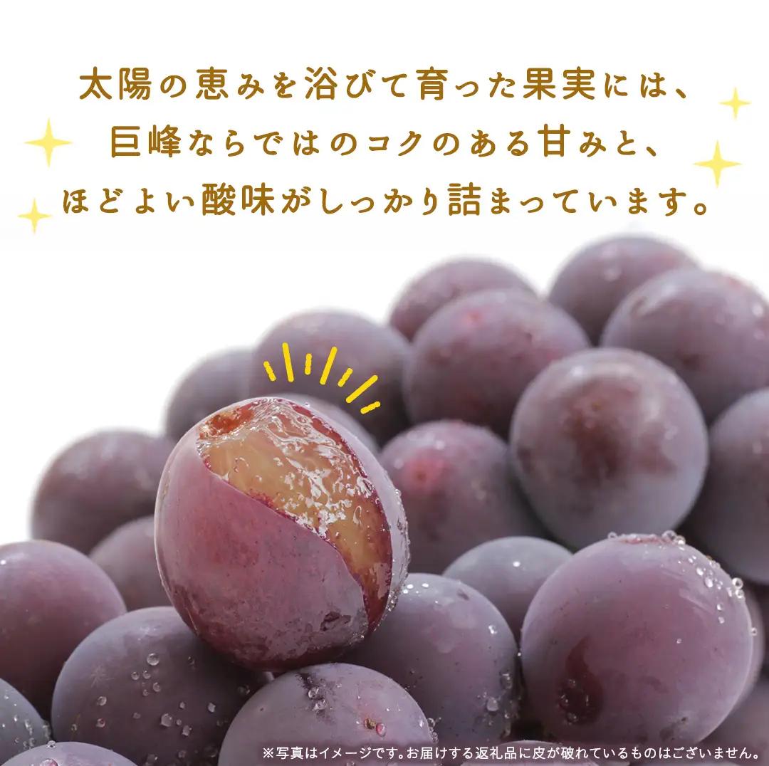 ＜ 訳あり ＞ 巨峰 4パック(約2kg)【2026年9月より発送開始】（茨城県共通返礼品 [ぶどう]：結城市産） │ ぶどう ご家庭用 お得 フルーツ 果物 加工用