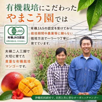 【2026年7月上旬から順次発送・有機JAS認証】オーガニックマンゴー1kg(2～3玉)【配送不可地域：離島】