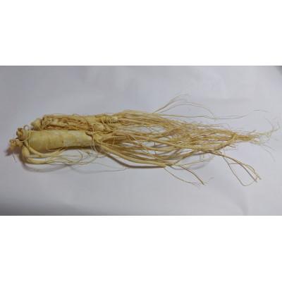 ふるさと納税 長野県 生高麗人参 6年生 省き品 約100g/1本【 栽培期間中低農薬 】信州産 朝鮮人参