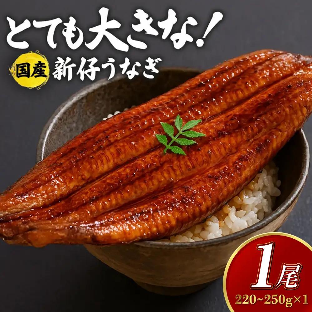 超特大!やわらか 国内産うなぎ蒲焼 220～250g 1尾 肉厚ジューシー 国産ブランド鰻 ふっくら仕上げ 蒲焼きのタレ・山椒付き 湯煎で簡単調理 うな丼 うな重 ギフト 贈答用 冷蔵配送 国産 茨城県 潮来市 (A23-003)