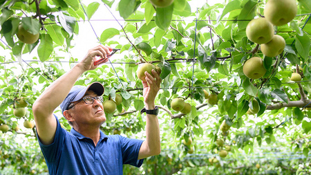 【 先行予約 】茨城県産 シャインマスカット1房と旬の梨詰め合わせ 約 3kg ( 茨城県共通返礼品 : 常陸太田市 ) 【 2024年 9月上旬頃より発送 】 梨 ナシ なし 和梨 シャインマスカッ