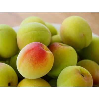 ふるさと納税 すさみ町 【梅干・梅酒用等】紀州和歌山の熟南高　生梅(大粒4L、10kg) 　6月上旬から順次発送予定