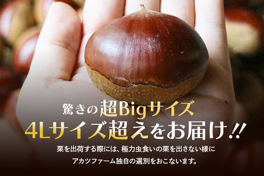 アカツファームの生栗 超特大 メガマロン 4Lサイズ以上 2kg 栗 笠間 栗 くり 生栗 特大 大きい 大粒 国産 国産栗 和栗 甘栗 栗ご飯 栗きんとん 栗おこわ 甘露煮 マロン 秋 旬 おやつ 