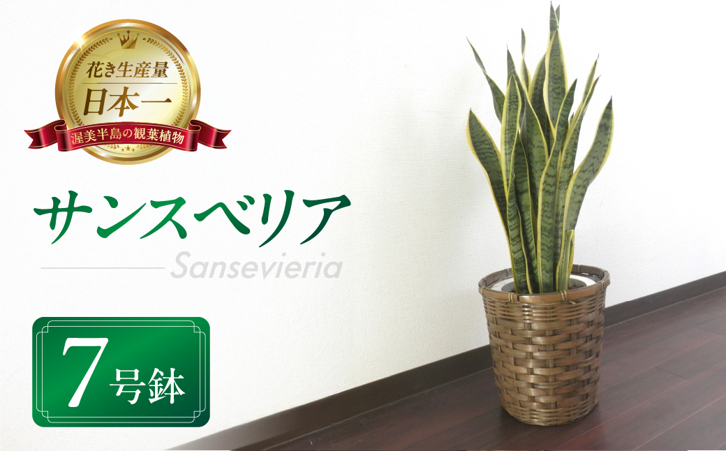サンスベリア 7号鉢 観葉植物 植物 サンスベリア 人気 おしゃれ かわいい 初心者 枯れにくい 育てやすい お手入れ 室内 大鉢 中型 インテリア リビング 玄関 寝室 キッチン オフィス 店舗 プレゼント ギフト 新築 引っ越し