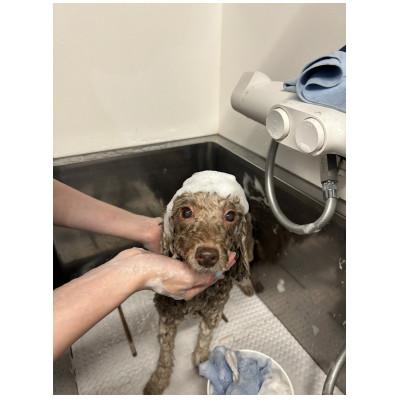 ふるさと納税 郡山市 fairy-land dog shampoo |  | 01