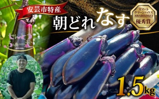 朝採れナス 約1.5kg 茄子 ナス 国産 高知 農家直送 野菜 ベジタブル 新鮮 なす 薄皮 焼きナス 美容 健康 朝どれ 焼き肉 アウトドア BBQ 和食 洋食 中華 おかず なすび せんとうふぁーむ 18本程度 常温 栽培 農業 地産地消 旬 夏野菜 ヘルシー ビタミン ミネラル 食物繊維 ポリフェノール 料理 家庭菜園 レシピ 安芸市 高知県