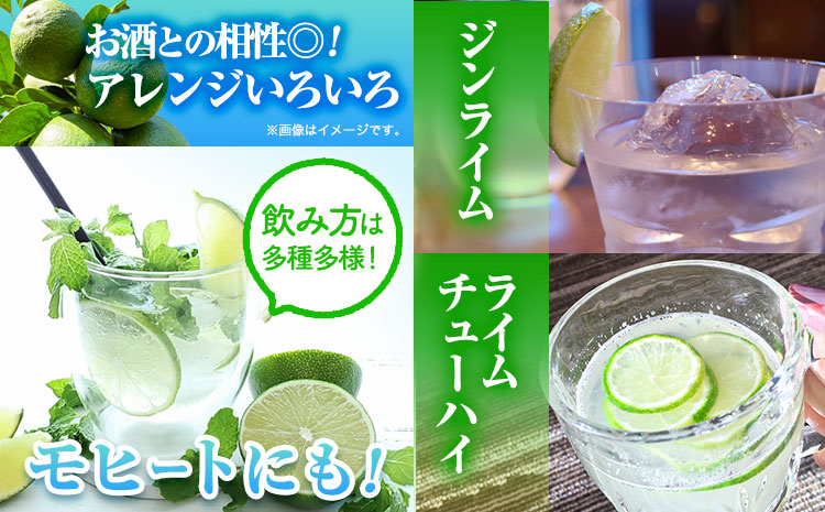 【先行予約】ライム 国産 ライム 約1.5kg ( 15〜25玉 )《9月下旬-12月中旬頃出荷》竹本農園 和歌山県 日高川町 産地直送 旬 新鮮 果物 柑橘 らいむ フルーツ 国産 送料無料(f)