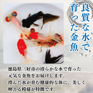 金魚 3色 ミックス 3匹 魚 金魚 金魚 金魚