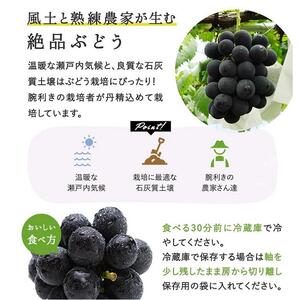 ぼっけえ大粒！ ピオーネ 1房 800g以上 化粧箱入り｜ ピオーネ