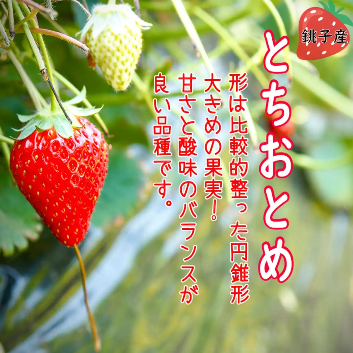 いちご 冷凍 とちおとめ 2kg いちご