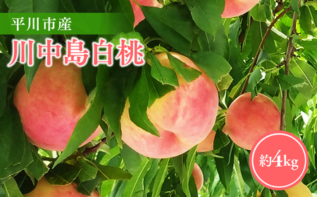 【2026年産 先行予約】平川市産川中島白桃 約４㎏(12-16玉)【今井農園】[hi-0064-002]