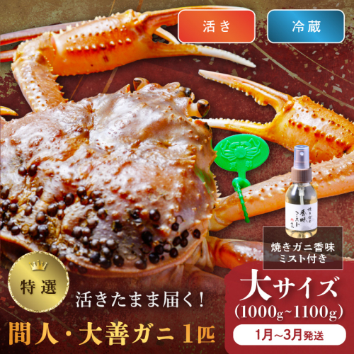 【蟹の匠 魚政】京丹後市産 活きたまま届く！　間人ガニ大善ガニ 特撰 大サイズ（1000～1100g) 1匹　香味ミスト付き(1月～3月発送）
