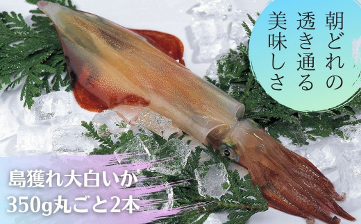 【ふるさと納税】島獲れ白いか ブランドイカ350g 大サイズ2杯セット_イメージ1