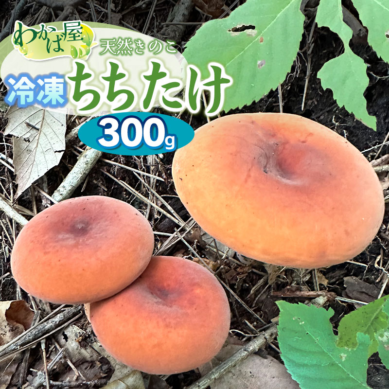 【ふるさと納税】令和8年産　冷凍ちちたけ 300g　きのこ 乳茸 天然物 わかば屋