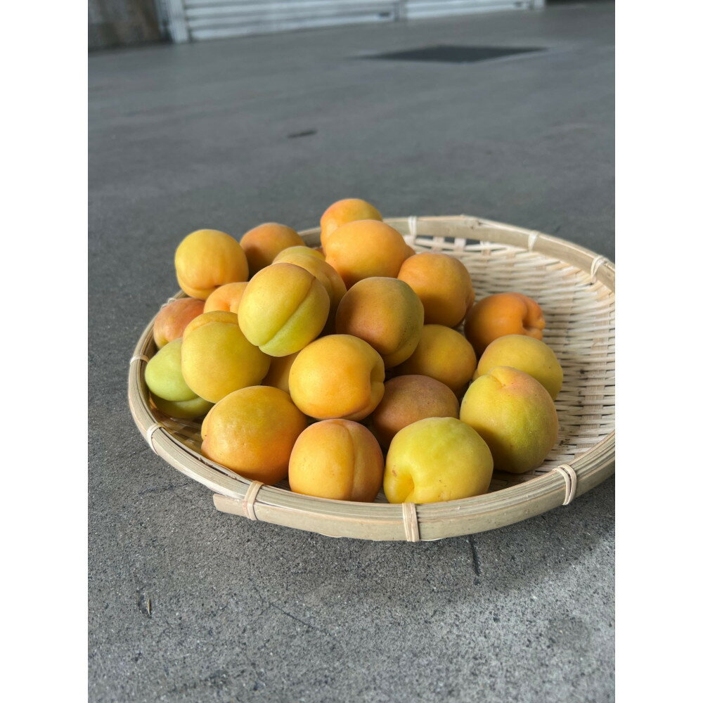 【ふるさと納税】品種おまかせ加工向け杏　1kg