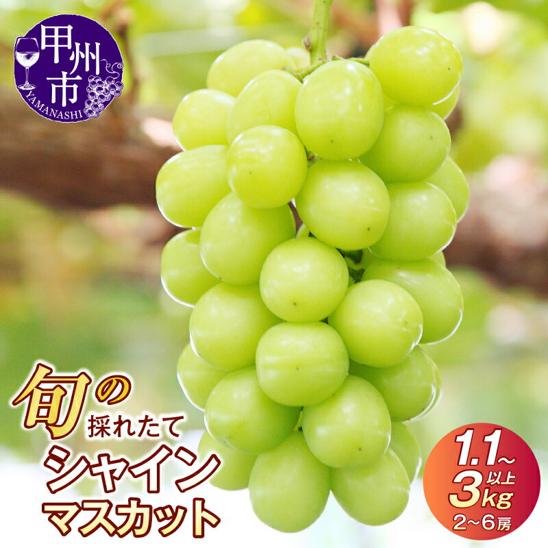 2023年先行予約 甲州市産 旬の採れたてシャインマスカット 1.2kg以上(2~3房)