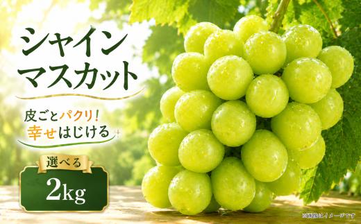 【 先行予約 】 シャインマスカット 2kg 《 2026年 8月 中旬 ～ 順次発送 》フルーツ ぶどう 葡萄 期間限定 旬 産地直送 農家直送 産直 贈答 家庭用 ギフト 中内農園 ぶどう 直売所 徳島県 阿波市