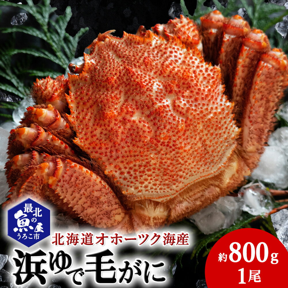 【ふるさと納税】北海道オホーツク海産 浜ゆで毛がに 約800g×1尾ボイル 毛がに 毛ガニ 毛蟹 ボイル 蟹 カニ 北海道ふるさと納税 稚内 ふるさと納税 北海道 【配送不可地域：離島】